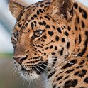 slides/IMG_3420.jpg wildlife, feline, big cat, cat, predator, fur, leopard, amur, siberian, eye WBCW72 - Amur Leopard